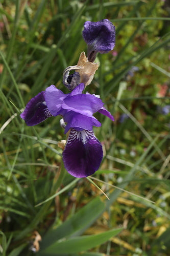 Deutsche Schwertlilie — Bild 5