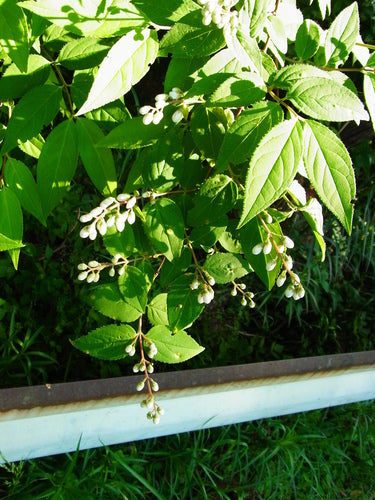 Deutzie — Bild 5