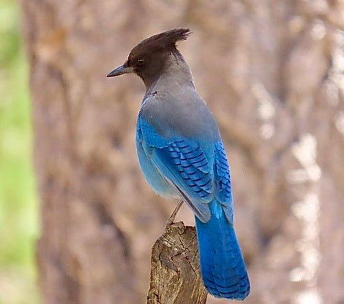 Diademhäher — Bild 5