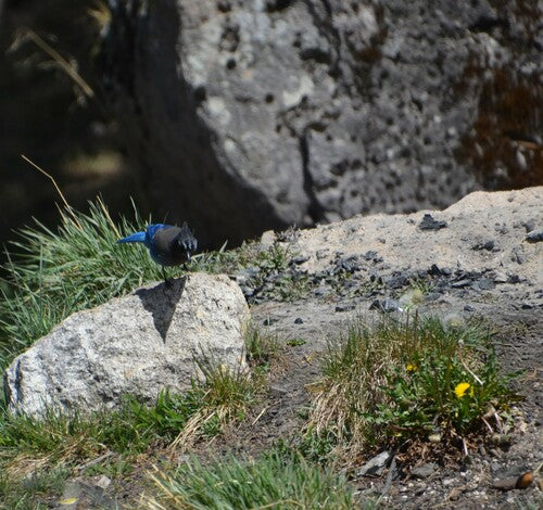 Diademhäher — Bild 3
