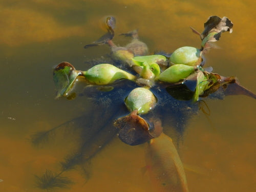 Dickstielige Wasserhyazinthe — Bild 2 von 8