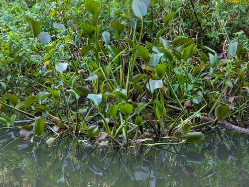 Dickstielige Wasserhyazinthe — Bild 1 von 8