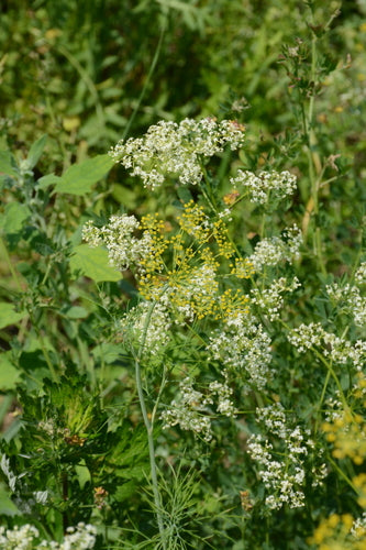 Dill — Bild 5