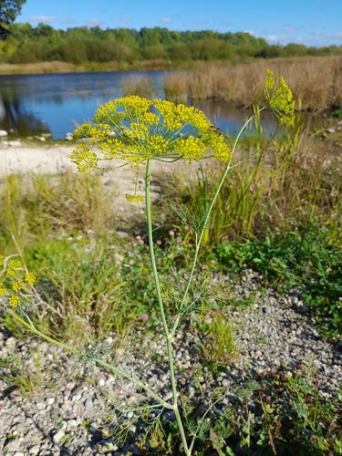 Dill — Bild 4