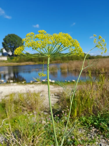 Dill — Bild 3