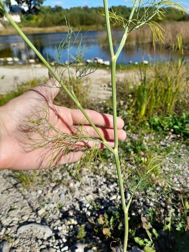 Dill — Bild 2