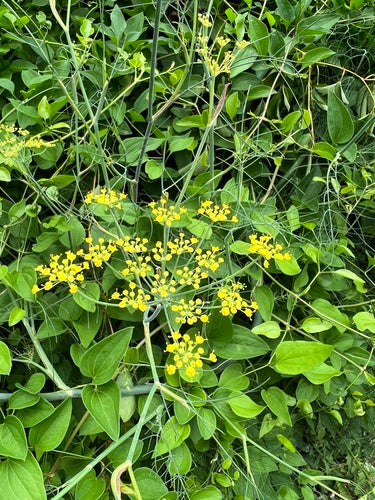 Dill — Bild 1