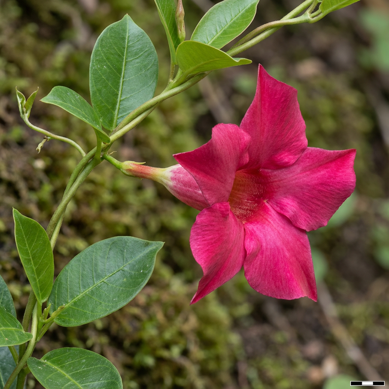 Dipladenia