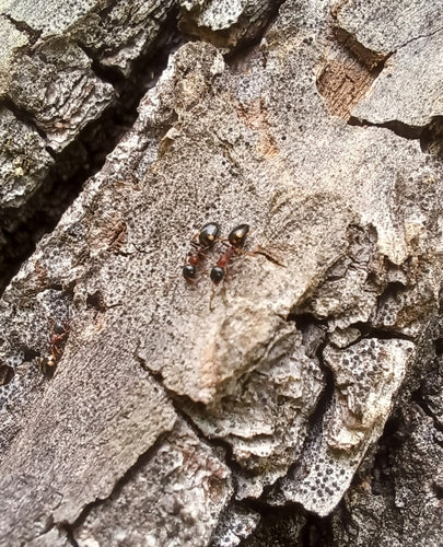 Dolichoderus Quadripunctatus — Bild 5