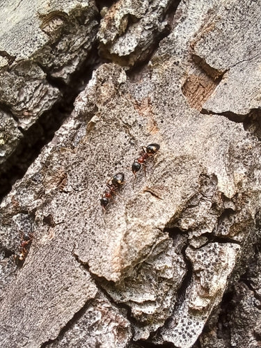 Dolichoderus Quadripunctatus — Bild 4