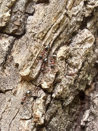 Dolichoderus Quadripunctatus — Bild 3