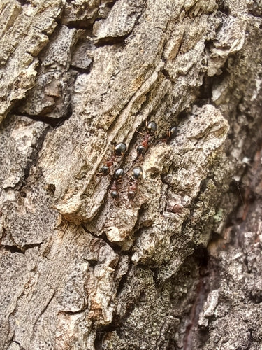 Dolichoderus Quadripunctatus — Bild 2