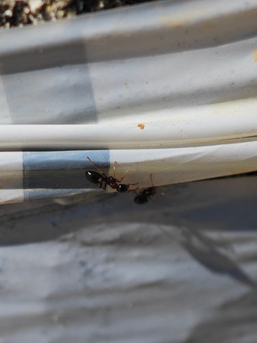 Dolichoderus Quadripunctatus — Bild 1