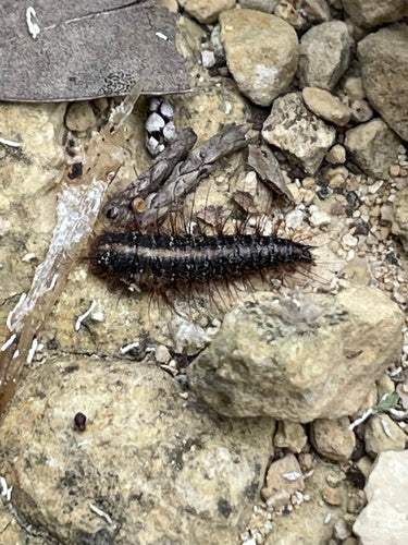 Dornspeckkäfer — Bild 5
