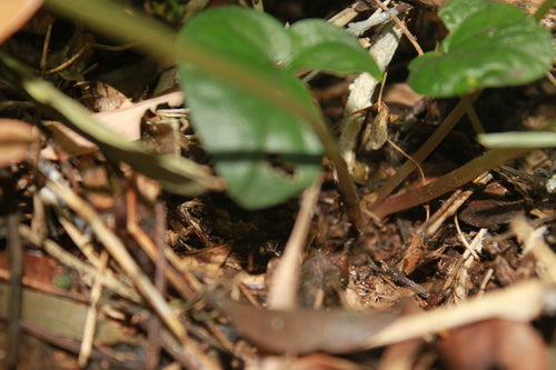 Dreieckiger Glücksklee — Bild 3 von 9