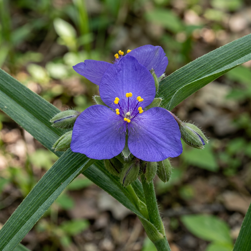 Dreimasterblume
