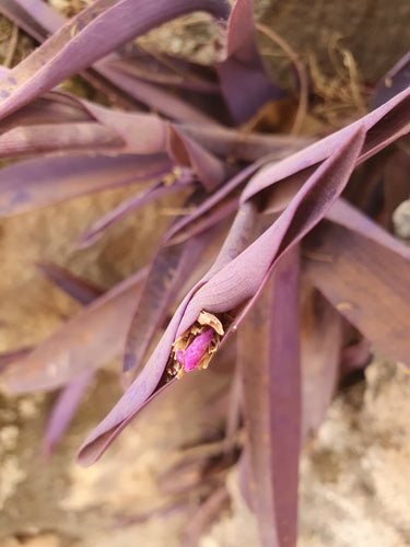 Dreimasterblumen — Bild 2 von 8