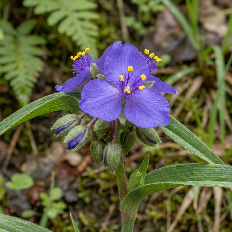 Dreimasterblumen