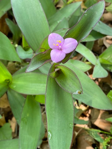 Dreimasterblumen — Bild 5 von 8
