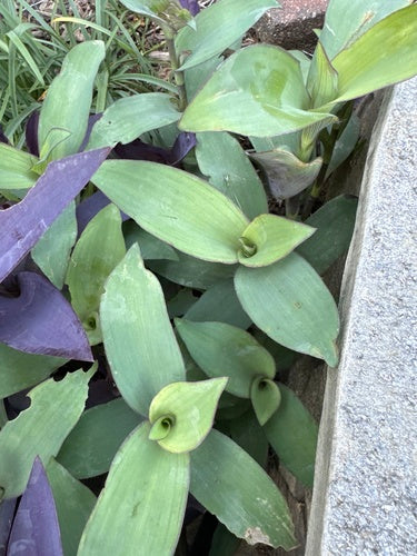 Dreimasterblumen — Bild 4 von 8