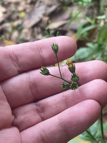 Drüsiger Gewöhnlicher Rainkohl — Bild 3