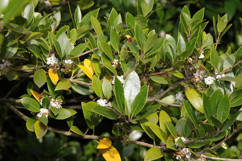 Duftblüte — Bild 3