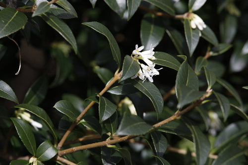 Duftblüte — Bild 5