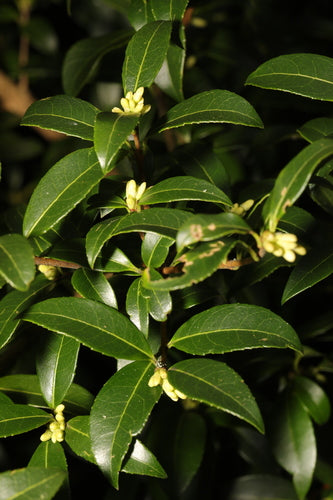 Duftblüte — Bild 2
