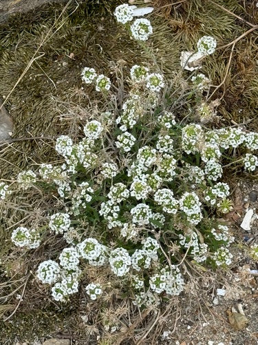 Duftsteinrich — Bild 5