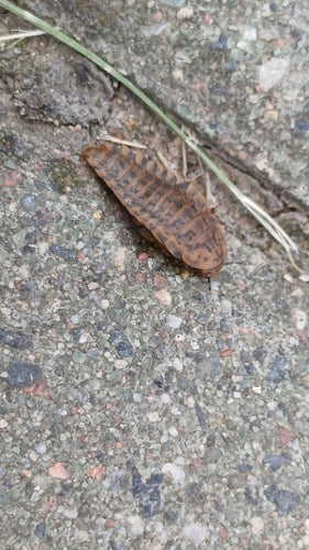 Dunkler Aaskäfer — Bild 2