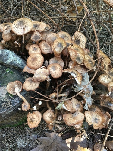 Dunkler Hallimasch — Bild 2