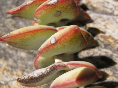 Durchwachsenes Dickblatt — Bild 3