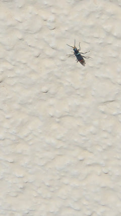 Zweifleckiger Zipfelkäfer (Malachius bipustulatus) – Video