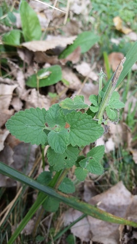 Echte Katzenminze — Bild 3