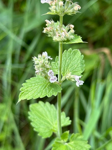 Echte Katzenminze — Bild 5