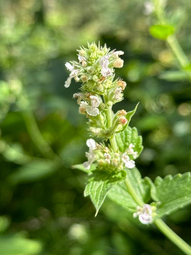 Echte Katzenminze — Bild 4