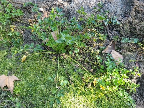 Echter Sellerie — Bild 4 von 8