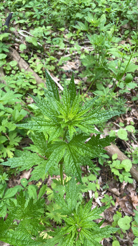 Echtes Herzgespann — Bild 3
