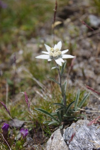 Edelweiss — Bild 4