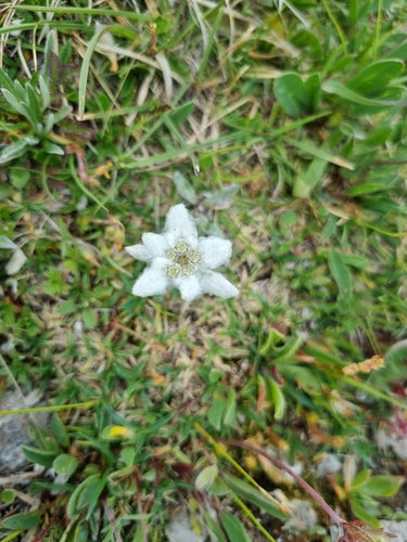Edelweiss — Bild 5 von 50
