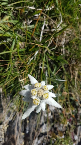 Edelweiss — Bild 4 von 50