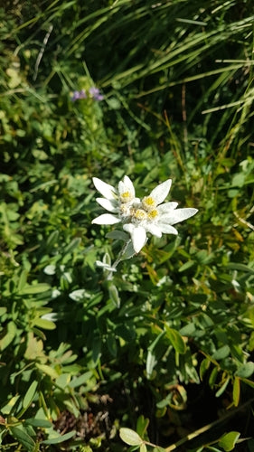 Edelweiss — Bild 3 von 50