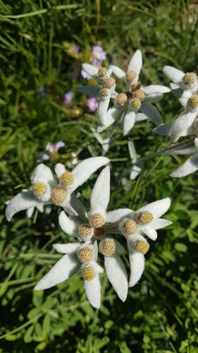 Edelweiss — Bild 5