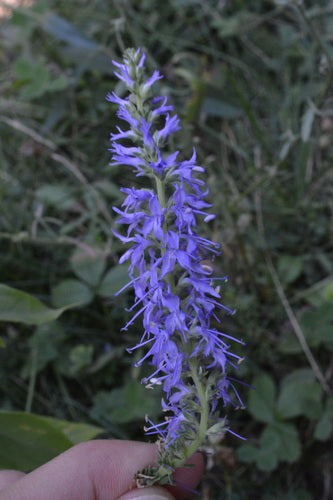 Ehrenpreis — Bild 5