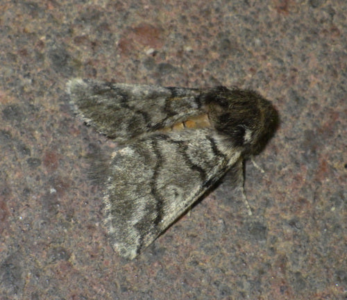 Eichenprozessionsspinner — Bild 5
