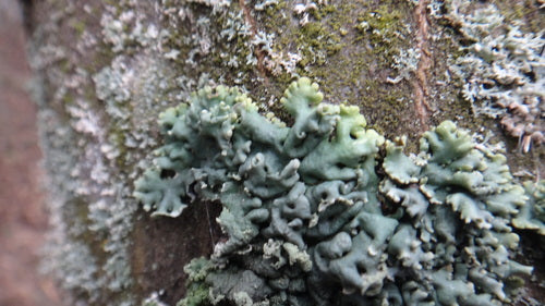 Eigentliche Blasenflechte — Bild 3 von 10