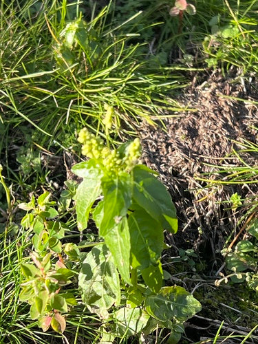 Einjähriges Bingelkraut — Bild 5