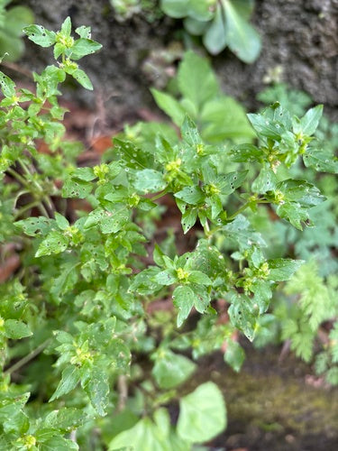 Einjähriges Bingelkraut — Bild 4
