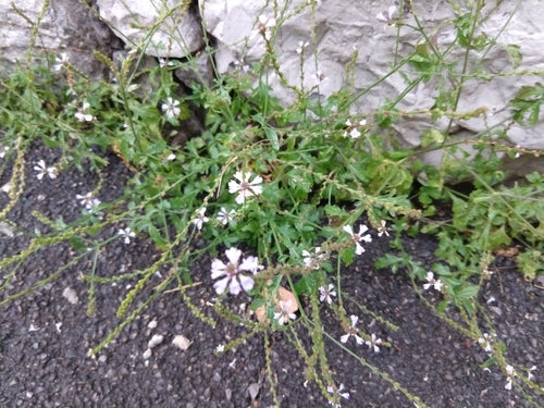 Eisenkraut — Bild 5