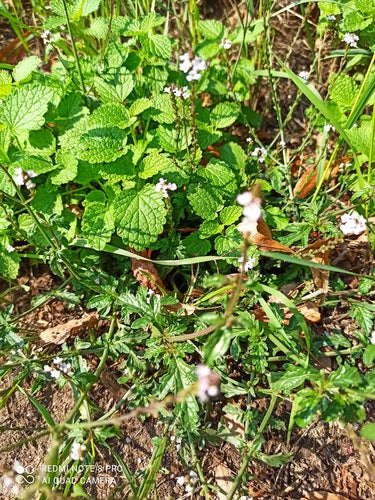 Eisenkraut — Bild 4